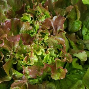 batavia rouge au-poatger-de-becheret©