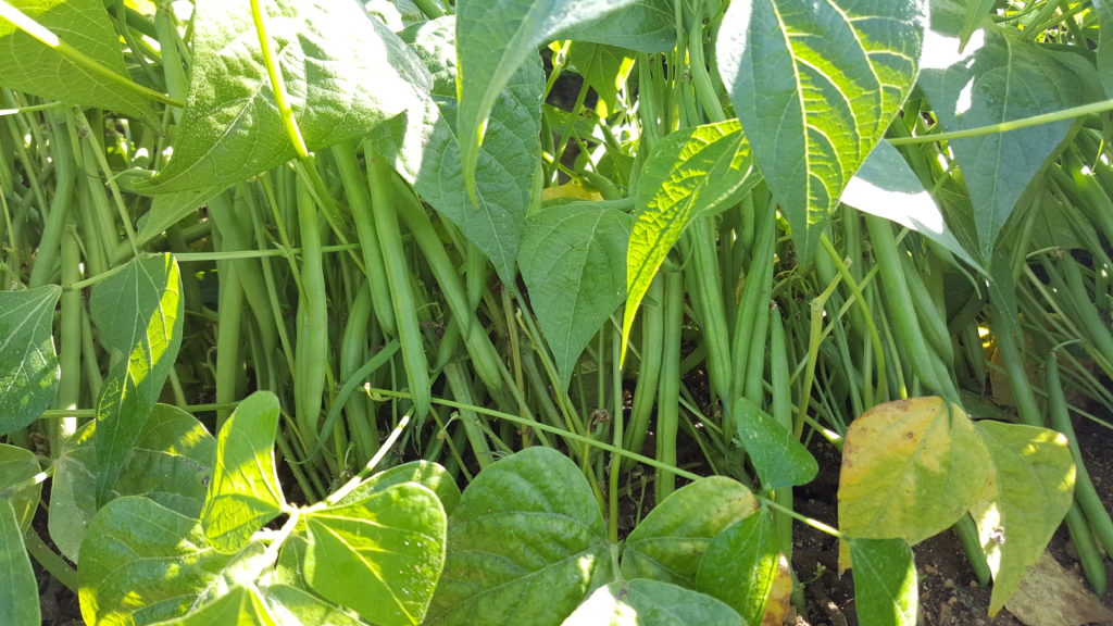 haricots verts 2018 au-potager-de-becheret©