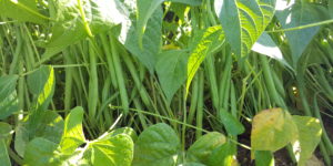 haricots verts 2018 au-potager-de-becheret©