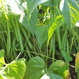 haricots verts 2018 au-potager-de-becheret©