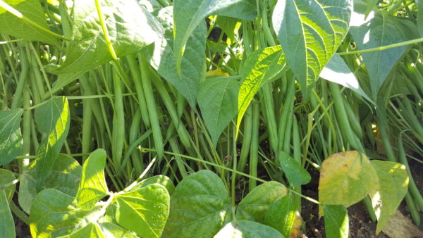 haricots verts 2018 au-potager-de-becheret©