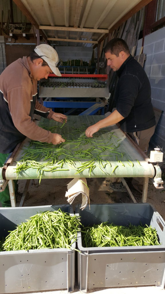 tri haricots au-potager-de-becheret©