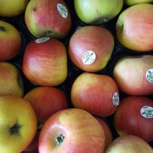 Reine des Reinettes au-potager-de-becheret©
