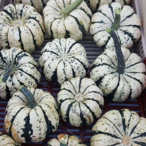 courge patidou au-potager-de-becheret.com©