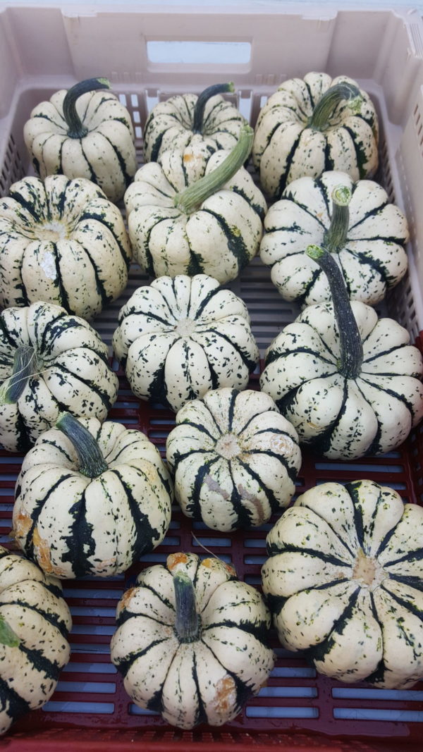 courge patidou au-potager-de-becheret.com©