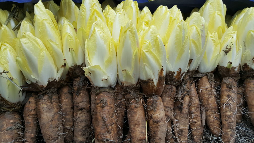 endives de terre 2018 au-potager-de-becheret©