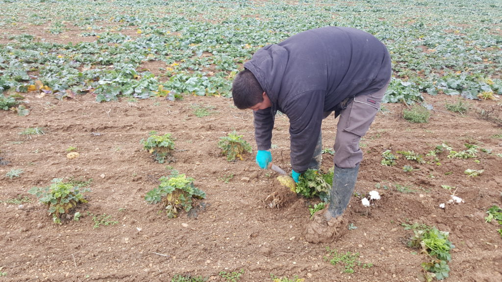 celeri 2018 au-potager-de-becheret©