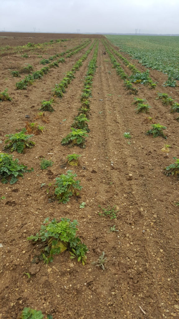 celeri 2018 au-potager-de-becheret©