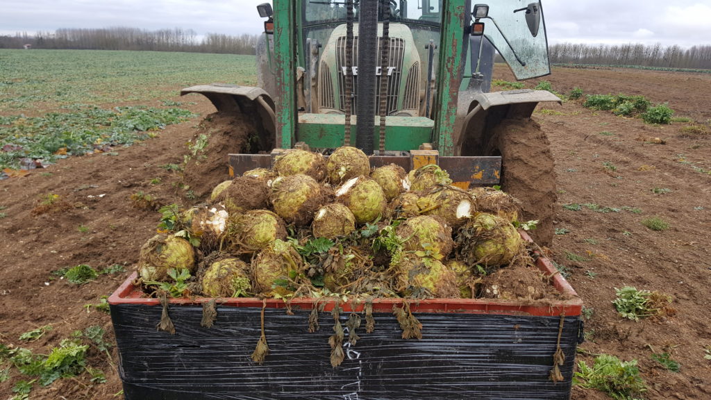 celeri 2018 au-potager-de-becheret©