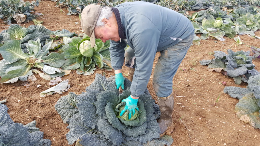 choux 2018 au-potager-de-becheret©