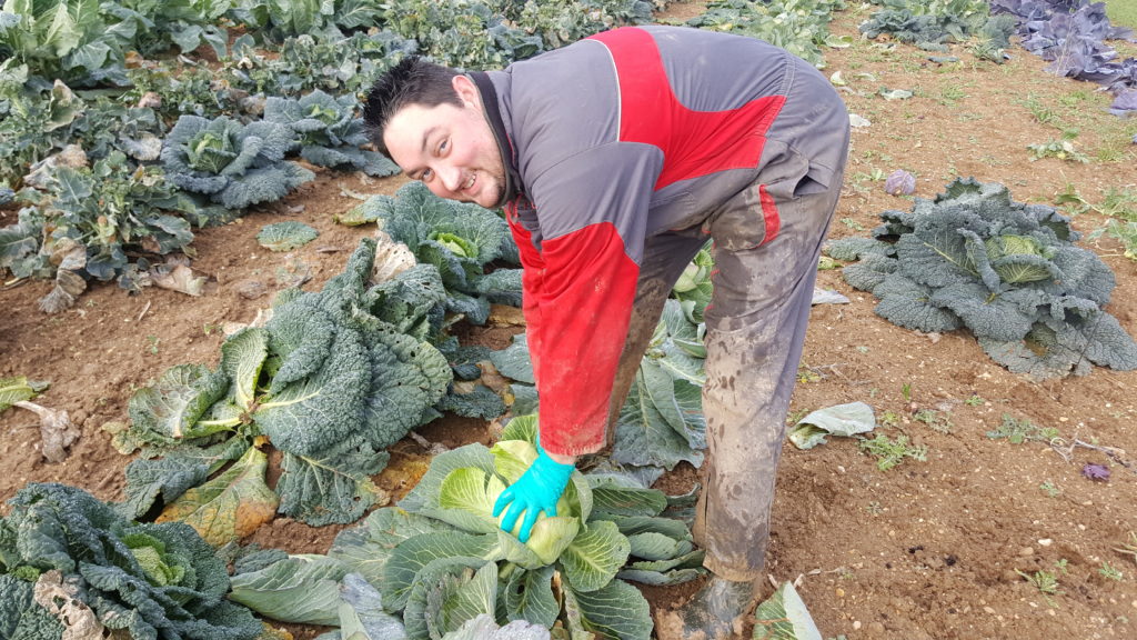 choux 2018 au-potager-de-becheret©