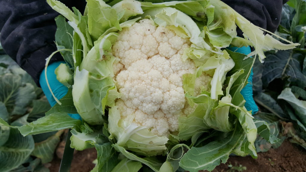 chou fleur ferme au-potager-de-becheret©