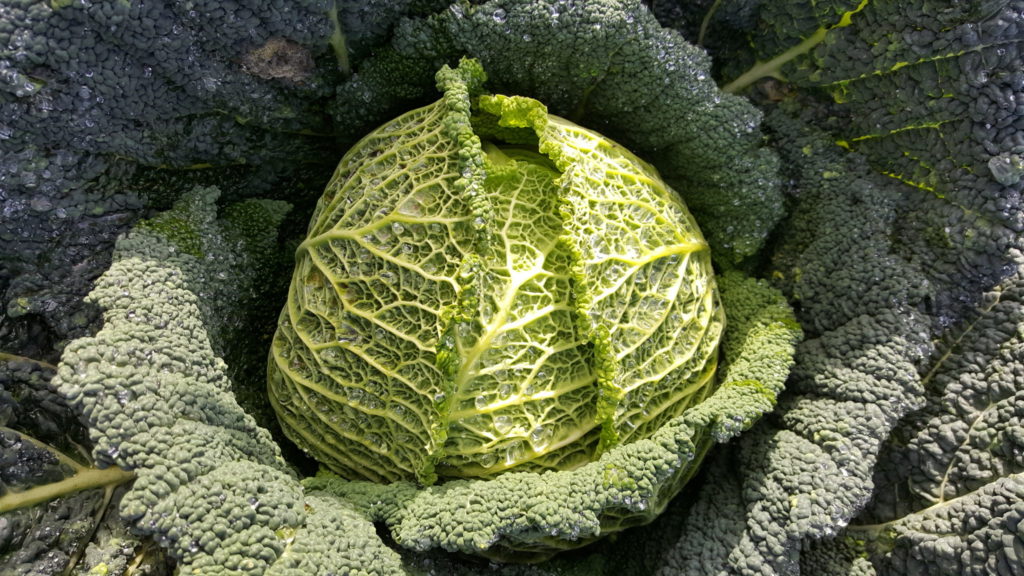 chou vert au-potager-de-becheret©