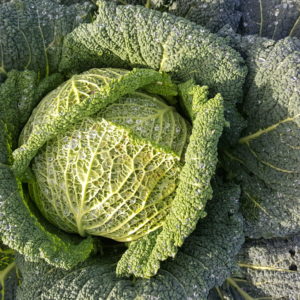 chou vert au-potager-de-becheret©