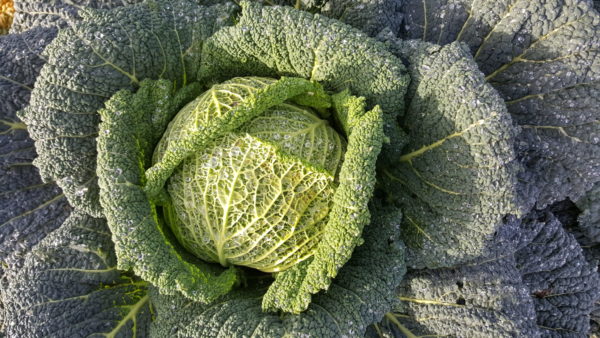 chou vert au-potager-de-becheret©