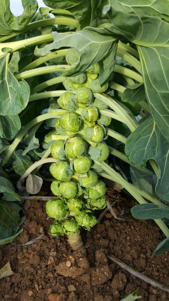 choux de bruxelles au-potager-de-becheret©