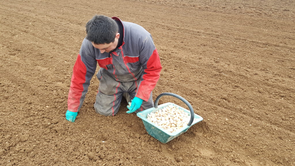 plantation ail 2019 au-potager-de-becheret©