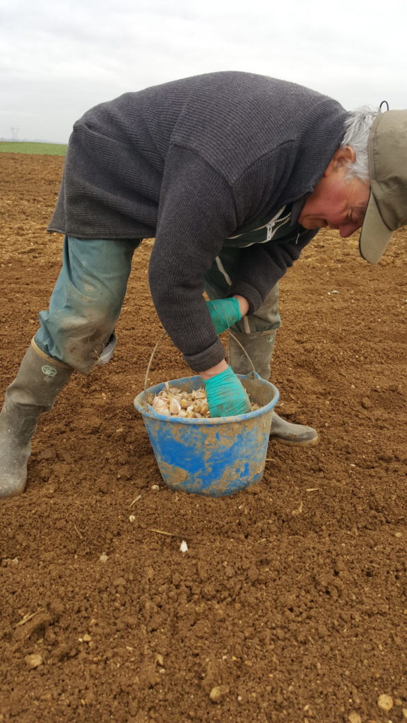 plantation ail 2019 au-potager-de-becheret©