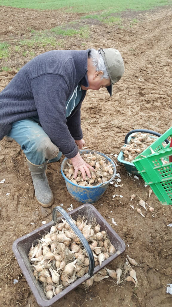 plantation echalote grise 2019 au-potager-de-becheret©