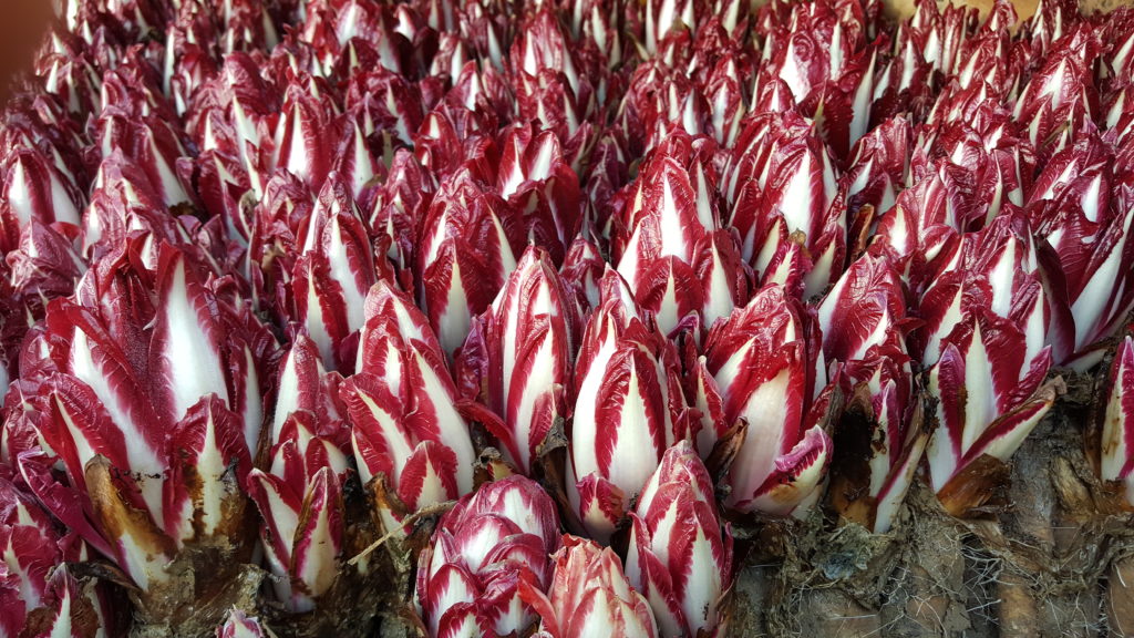 endives rouges 2018 au-potager-de-becheret©