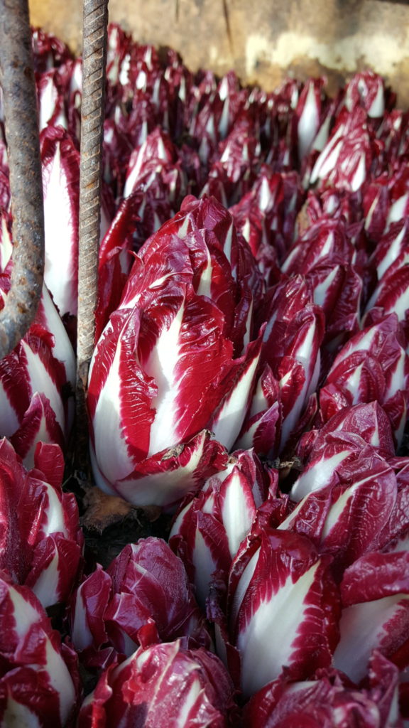 endives rouges 2018 au-potager-de-becheret©