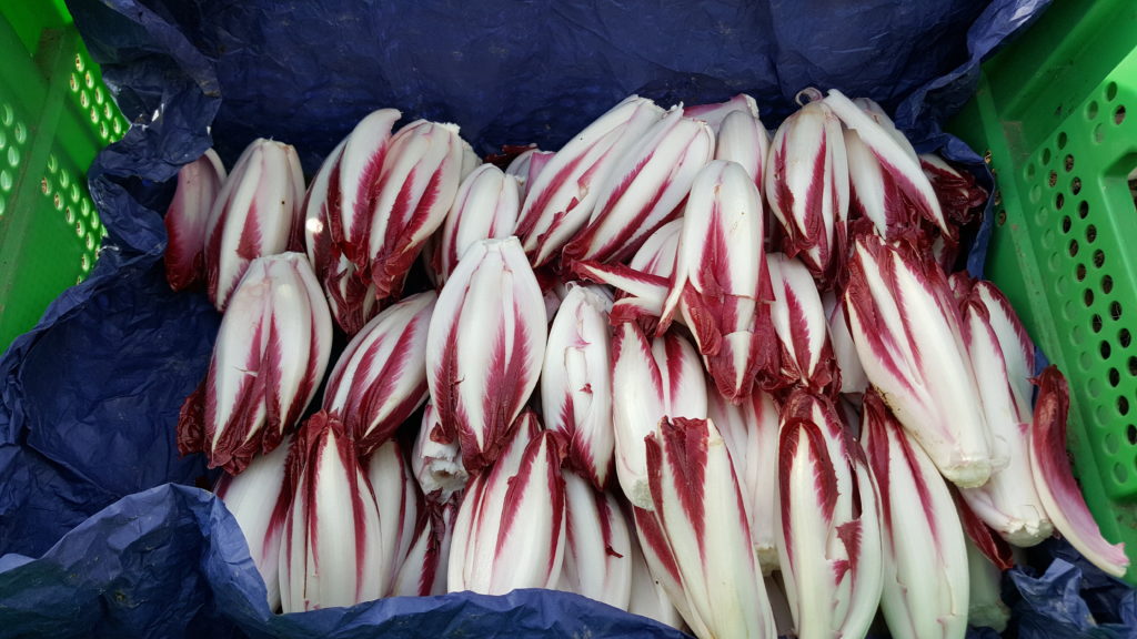 endives rouges 2018 au-potager-de-becheret©