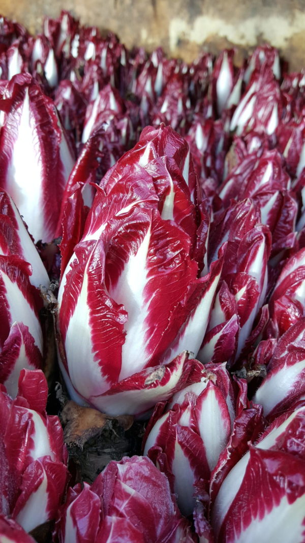 endives rouges 2018 au-potager-de-becheret©