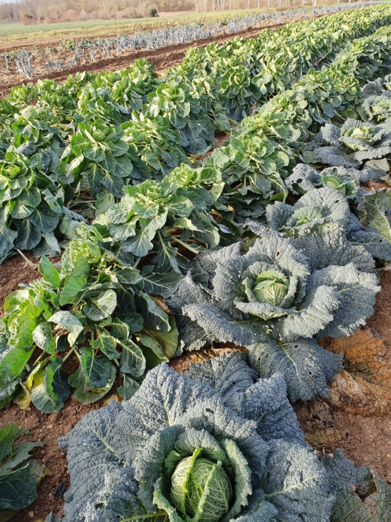 choux 2018 au-potager-de-becheret©