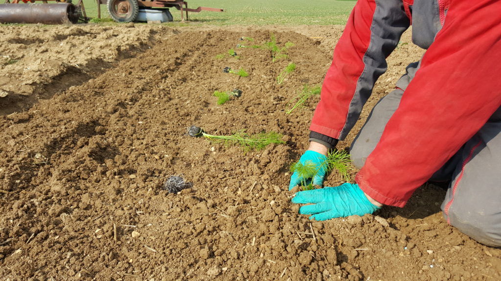 fenouil 2019 au-potager-de-becheret.com©