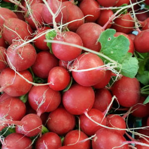 radis ronds 2019 au-potager-de-becheret.com©