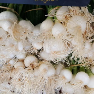oignons blanc au-poatger-de-becheret.com©