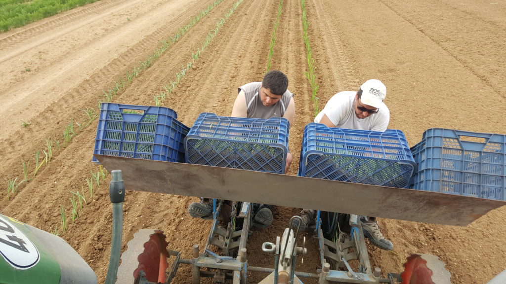 plantation poireaux 2019 au-potager-de-becheret.com©