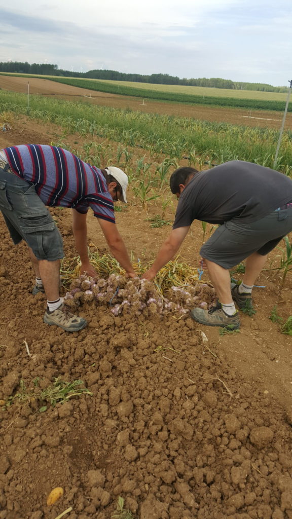 ail 2019 au-potager-de-becheret.com©