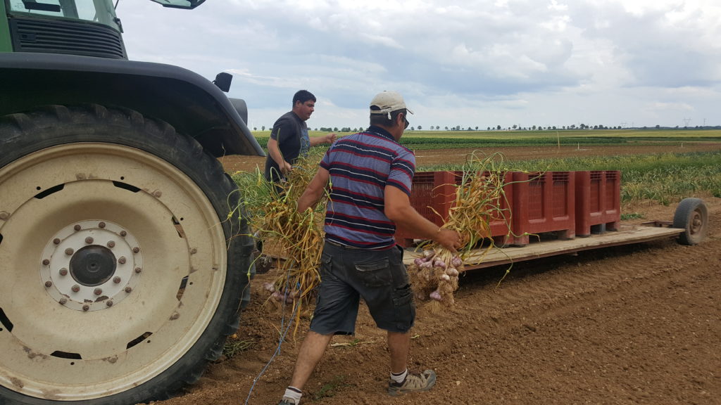 ail 2019 au-potager-de-becheret.com©