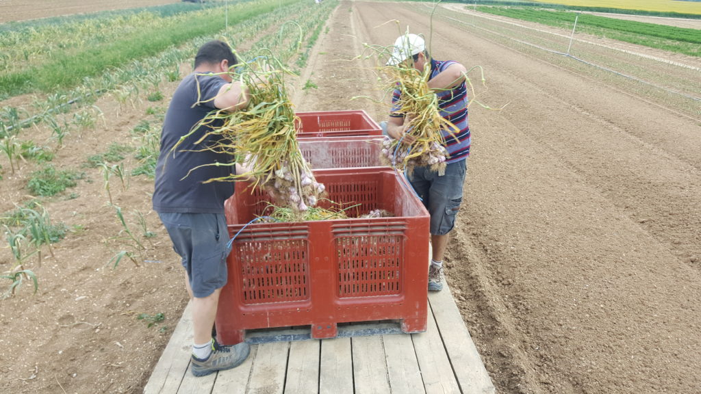 ail 2019 au-potager-de-becheret.com©