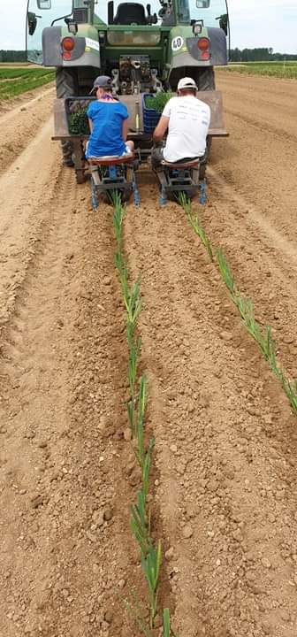 plantation poireaux 2019 au-potager-de-becheret.com©