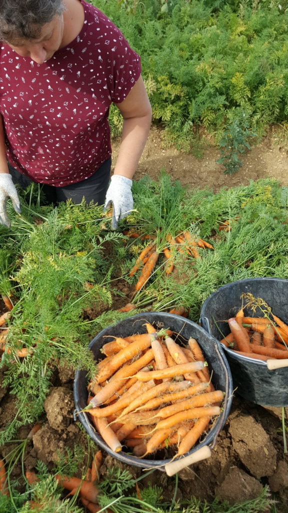 recolte 2019 au-potager-de-becheret.com©