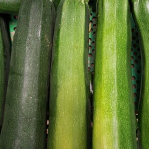 grosses courgettes 2019 au-potager-de-becheret.com©