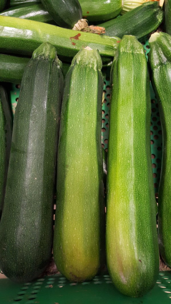 grosses courgettes 2019 au-potager-de-becheret.com©