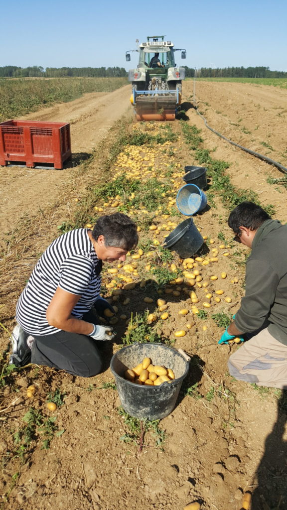 recolte pdt 2019 au-potager-de-becheret.com©