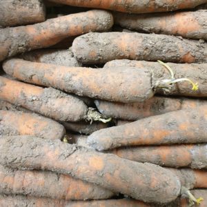 carottes non lavées