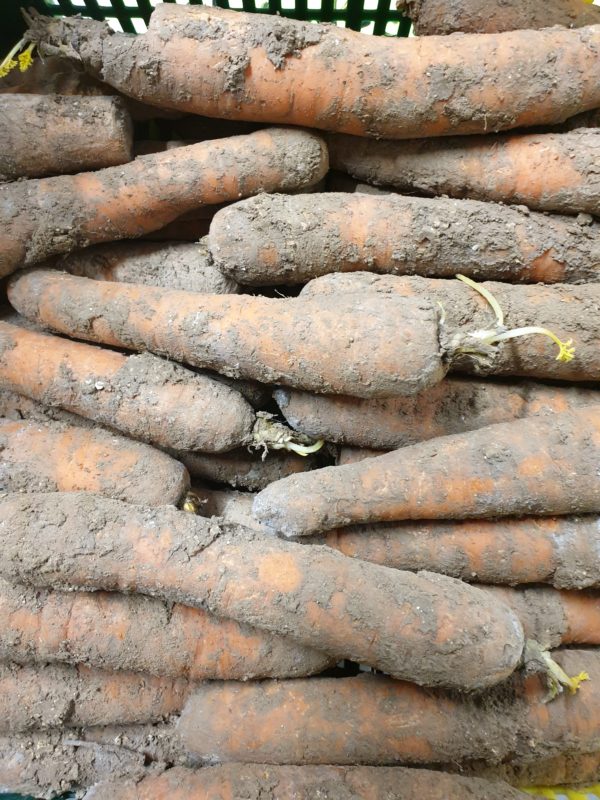 carottes non lavées