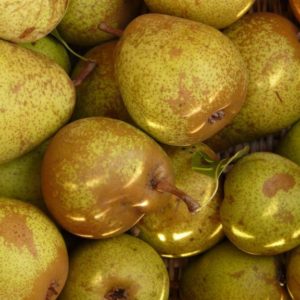 Poire Passe Crassane