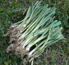 Plant de poireaux d'automne 50pcs