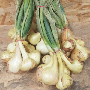 Oignons jaunes nouveaux botte