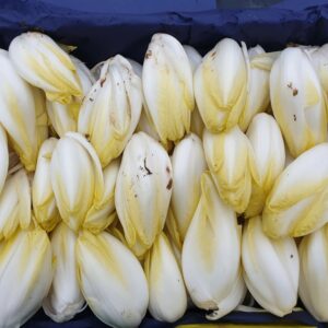 Endive de Terre