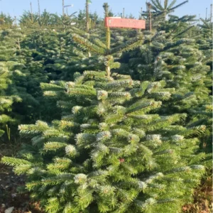 sapin de noël EPICEA