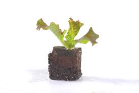 plant de salade feuille de chene verte