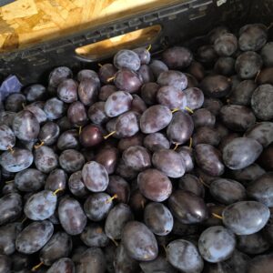 Querches 500gr